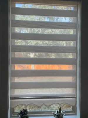 zebra 10